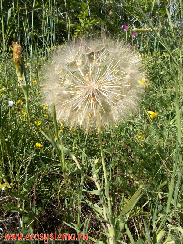Faded (with fruits) Yellow, or Western Salsify, or Goat's-beard, or Wild Oysterplant (Tragopogon dibius) in the grassy meadows between fruit gardens on the Lasithi plateau