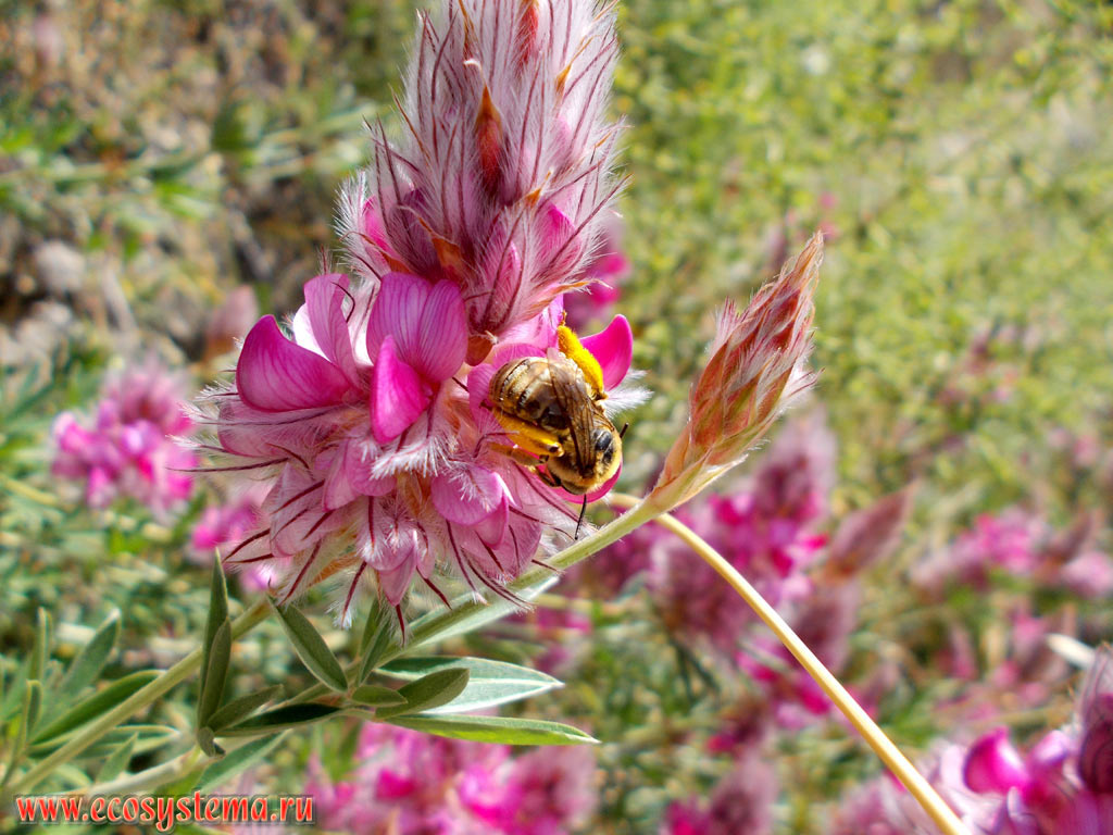 The flower of the Cretan Ebony (Ebenus cretica, Fabaceae family)  the endemic plant of Crete Island, and pollinating it European Honey Bee (Apis mellifera)