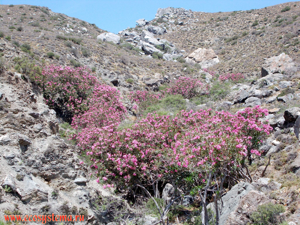 Flowering oleander (Nerium oleander) in a phrygana (garrigue) - a plant community with a predominance of xerophytic shrubs, subshrubs and dwarf shrubs in the area of thermal springs (Therma Beach)