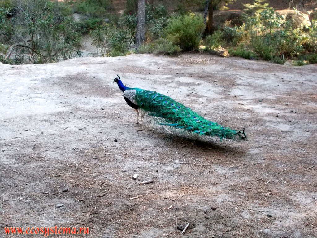 Male of Indian, or Blue Peafowl (Pavo cristatus) in the pine coniferous forest of Plaka (Plaka Forest) with a predominance of Calabrian pine (Pinus brutia) in the Western part of the island of Kos