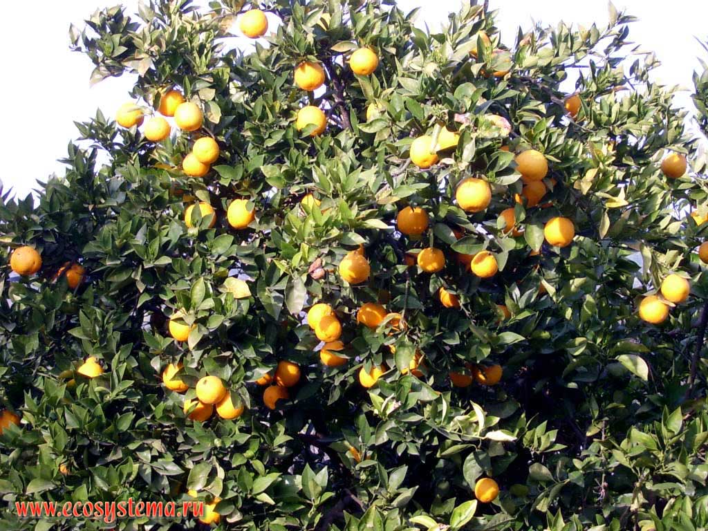   (Citrus sinensis = Citrus aurantium)