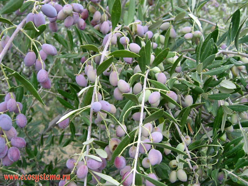 Olive tree (Ole europea) fruits