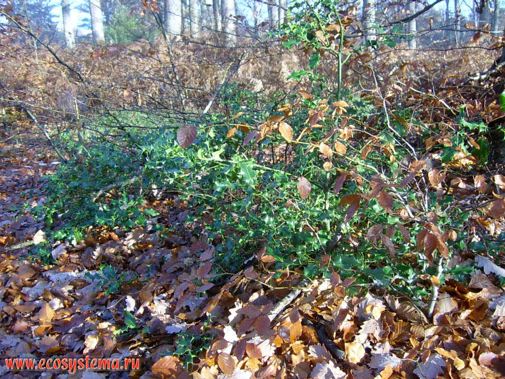   (Ilex aquifolium)(Common Holly)     ().  , 50   ,  --,  