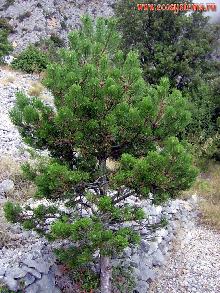    (Pinus nigra)