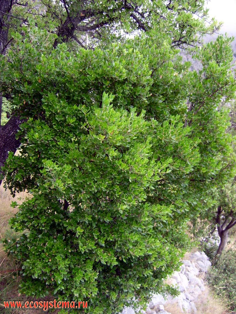   (Quercus petraea)
