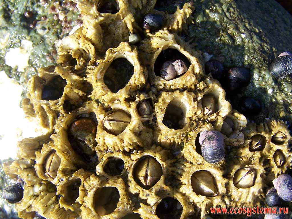 Barnacles (Balanus genus from Balanidae family, Crustacea subphylum) and
Littorina (genus of small sea snails, marine gastropod molluscs from Littorinidae family) on the sea shore rock.
Pacific Ocean coast, Sarannaya bay
