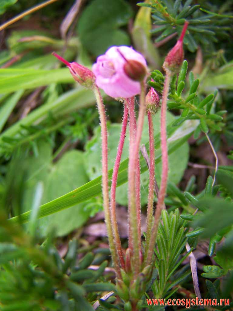   (Phyllodoce caerulea (L.) Bab.).
  