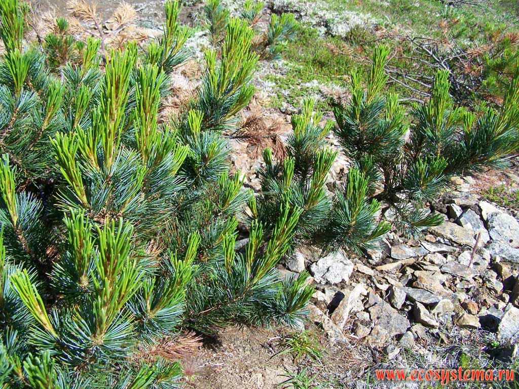  ,   ,   (Pinus pumila)