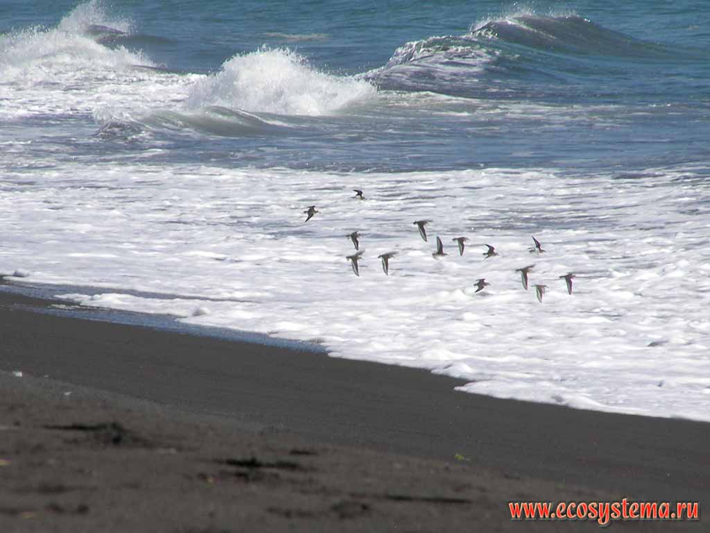 Halaktyrsky beach, the flock of Red-necked Phalaropes (Phalaropus lobatus)