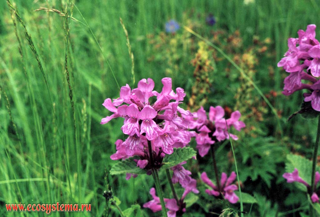   (Betonica macrantha K. Koch = . grandiflora Stev. ex Wild.)