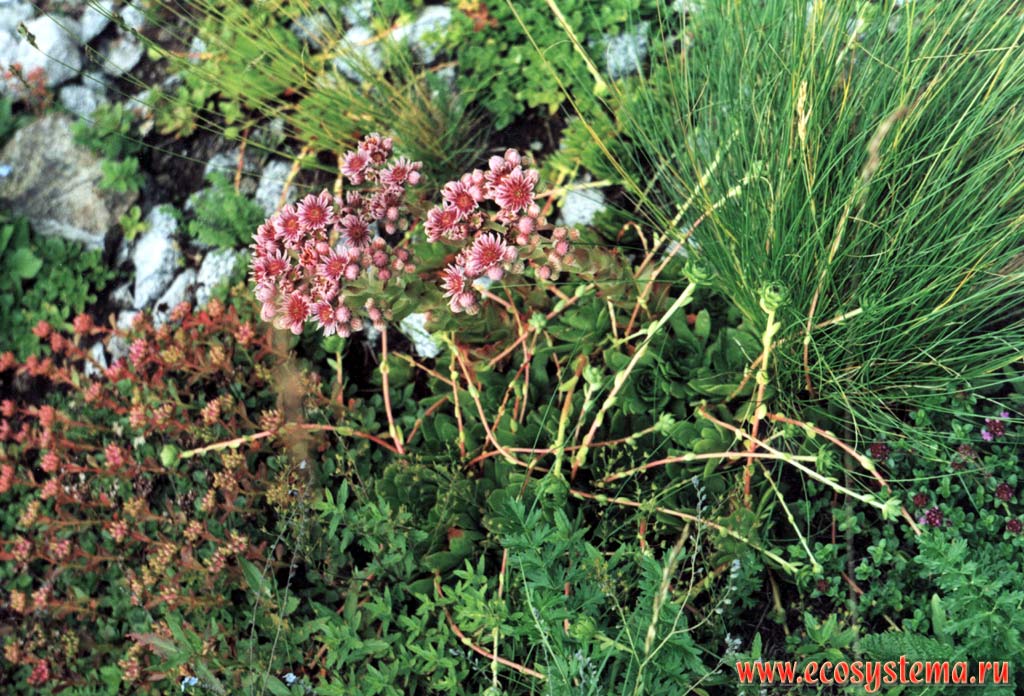   (Sempervivum caucasicum Rupr.ex Boiss.)