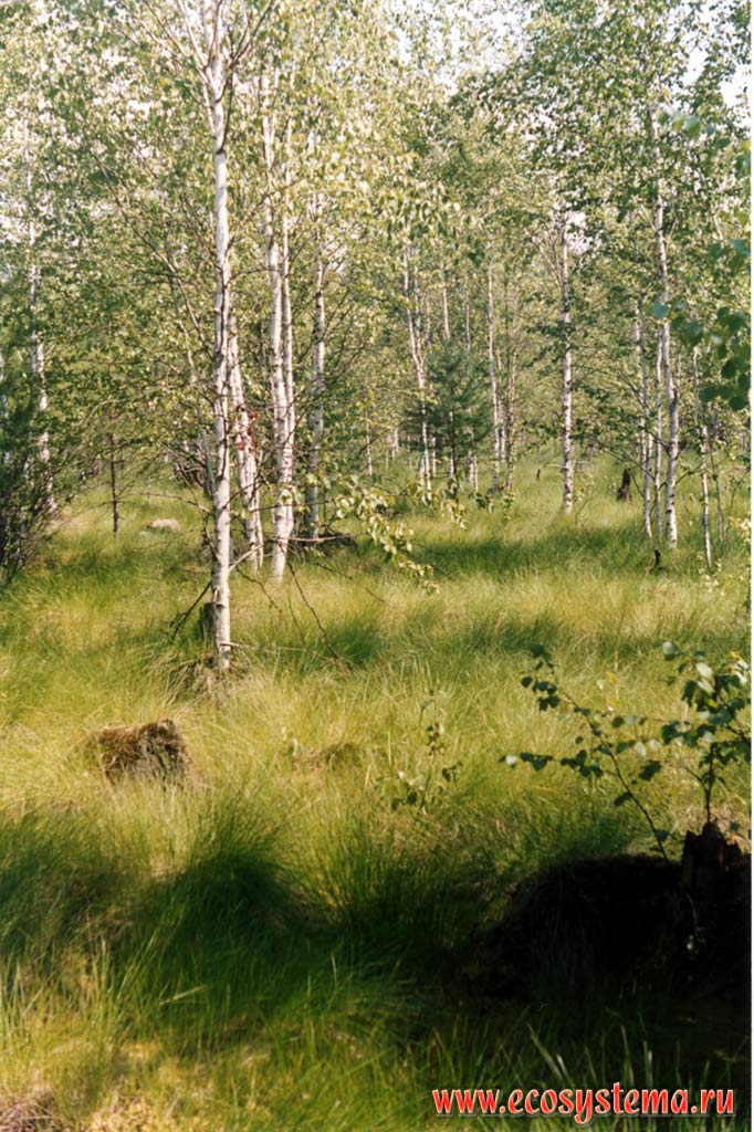 Sphagnum-otton-grassed birch forest bog in the waterlogged hollow