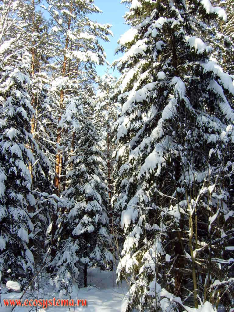 Winter Spruce-Pine forest.