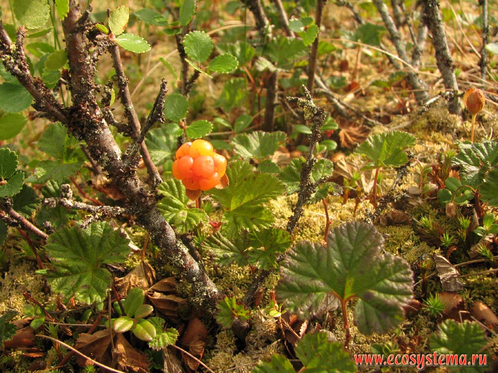  (Rubus chamaemorus)  - 