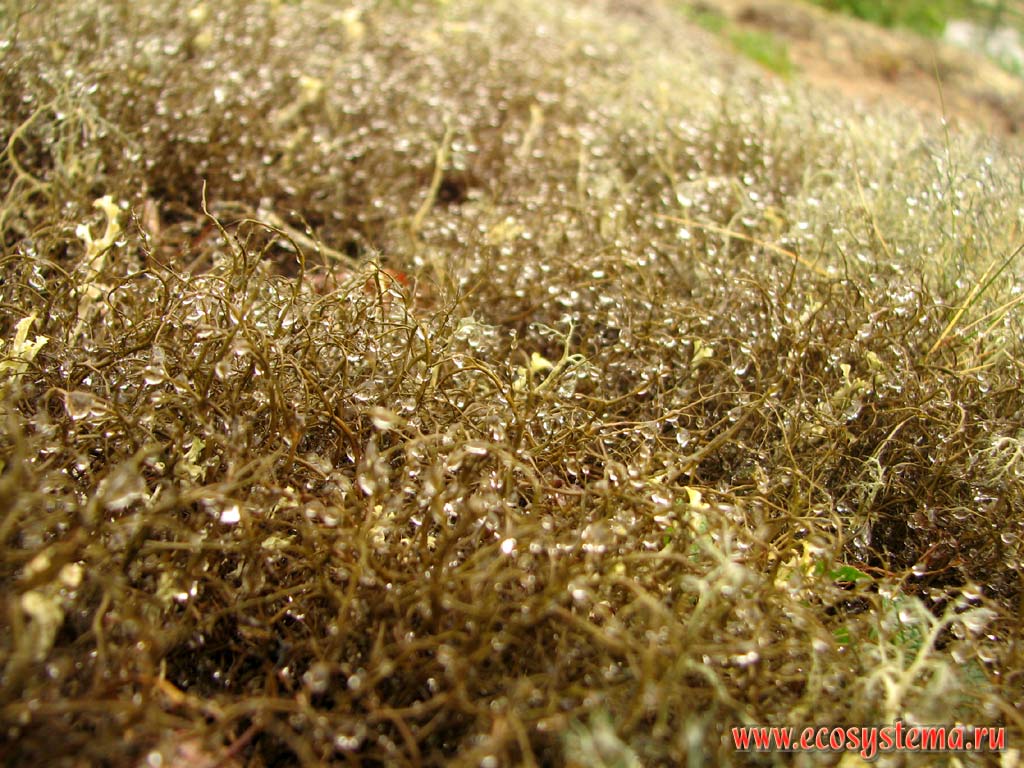 Gray witchs hair lichen (Alectoria nigricans) after the rain