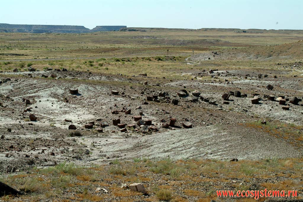         (Petrified Forest).
      - ,  