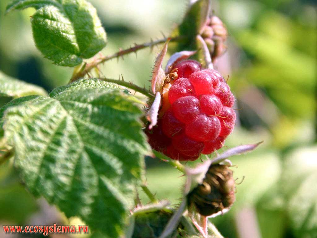   - Rubus idaeus