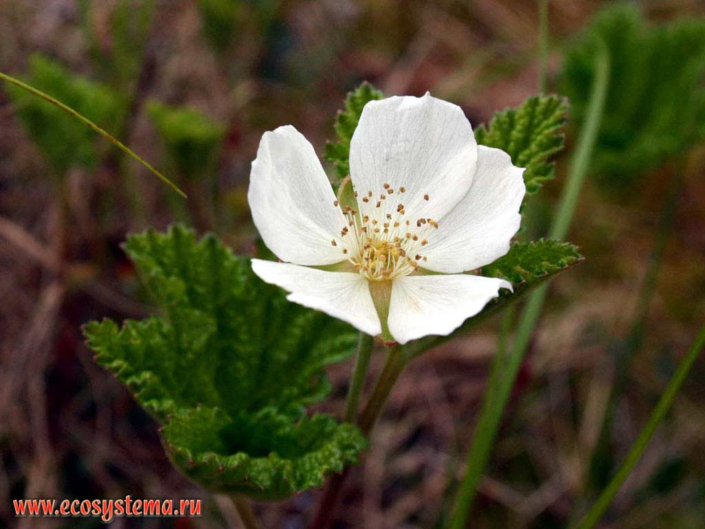 Rubus chamaemorus - loudberry