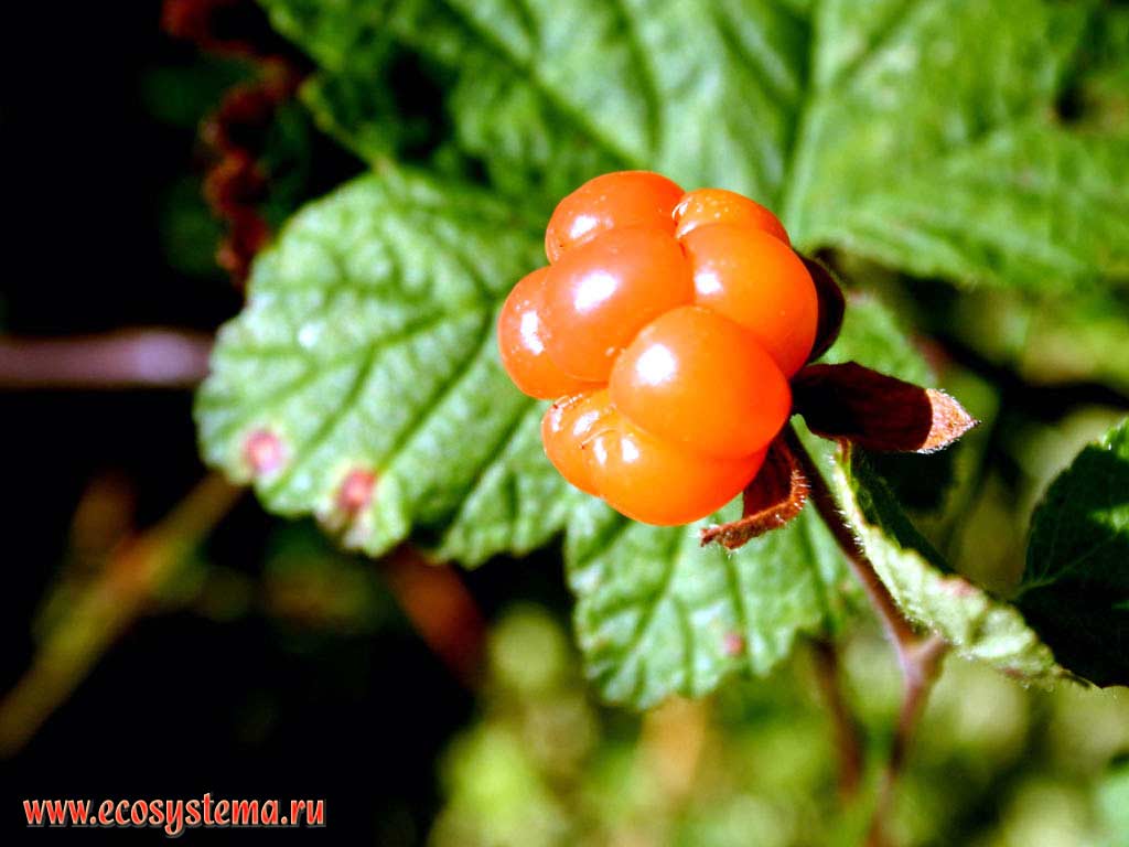 Rubus chamaemorus - loudberry