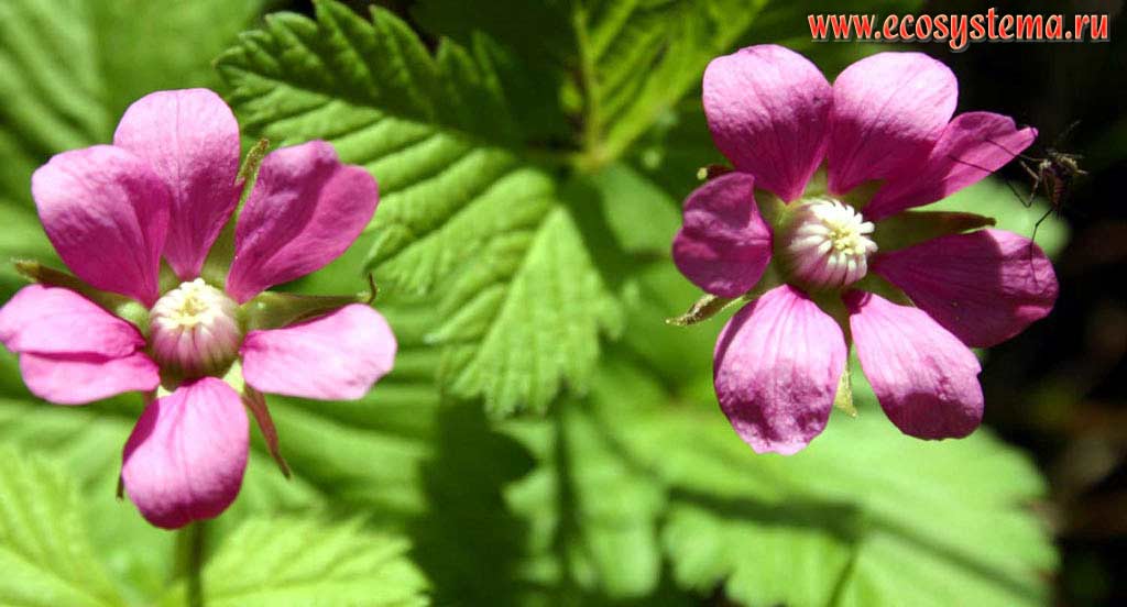    (, ) - Rubus arcticus