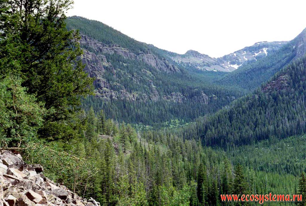 Coniferous forests in the mountain valley.