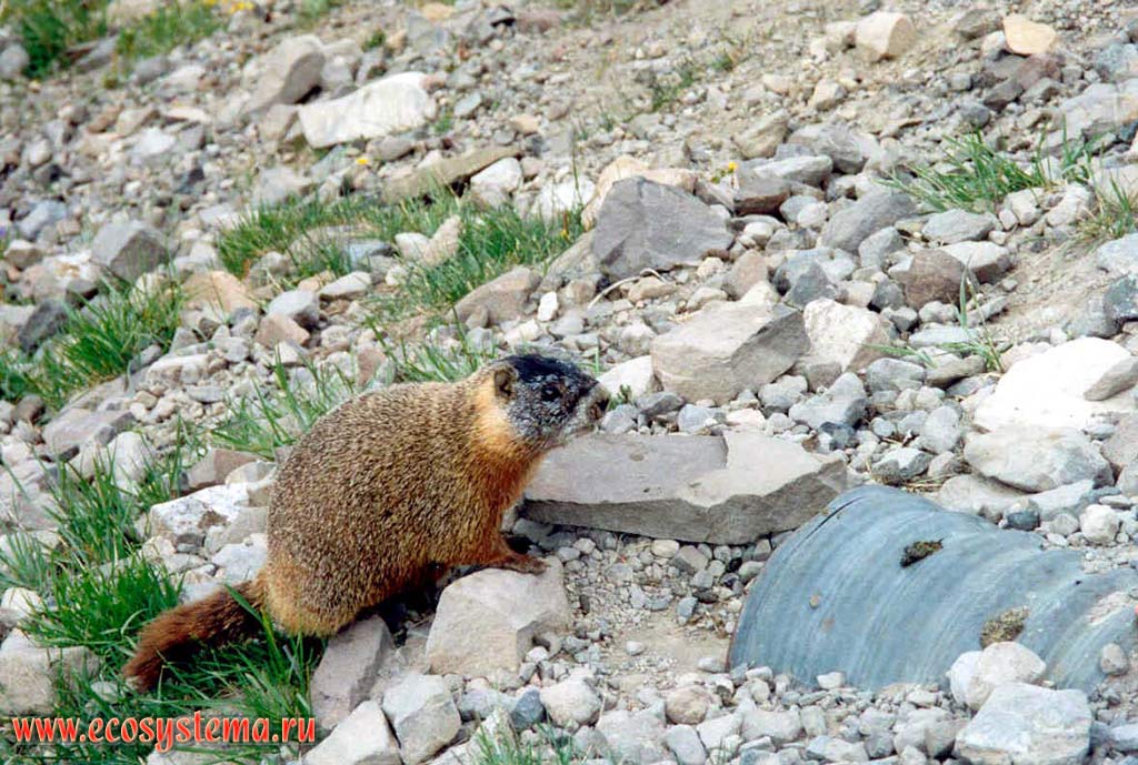   - Marmota flaviventris (Yellow-bellied marmot)    (   ).
  .    ,  - ,  ,  
