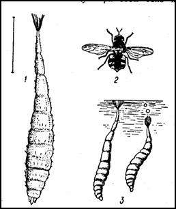- (Stratiomyia chamaeleon)