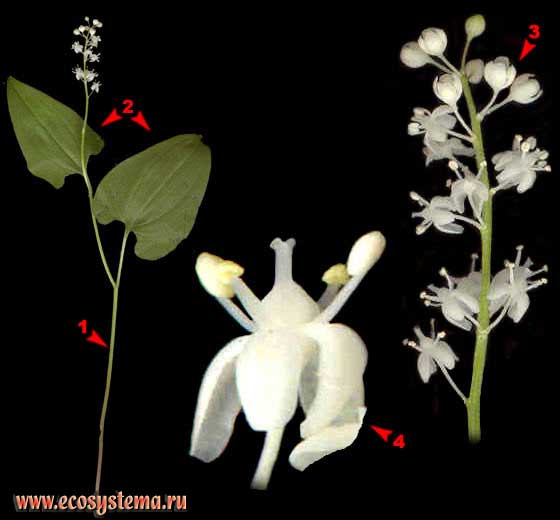    Maianthemum bifolium (L.) F.W.Schmidt