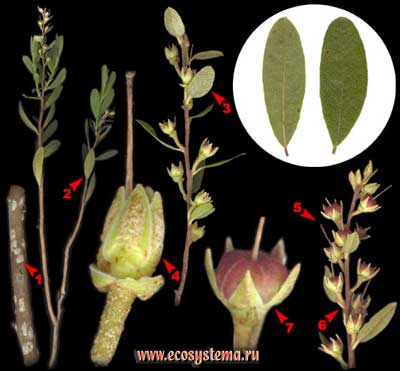  ,     Chamaedaphne calyculata (L.) Moench